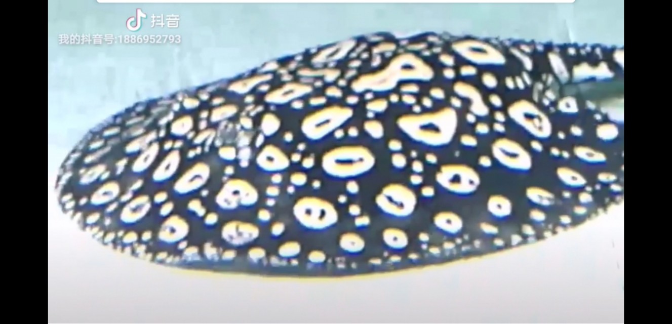 纯血皇冠繁殖技术,纯血皇冠黑白