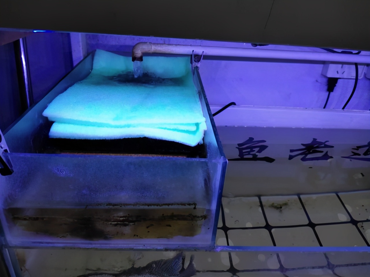 养一个鱼要硝化细菌吗,鱼养了才加硝化细菌可以吗