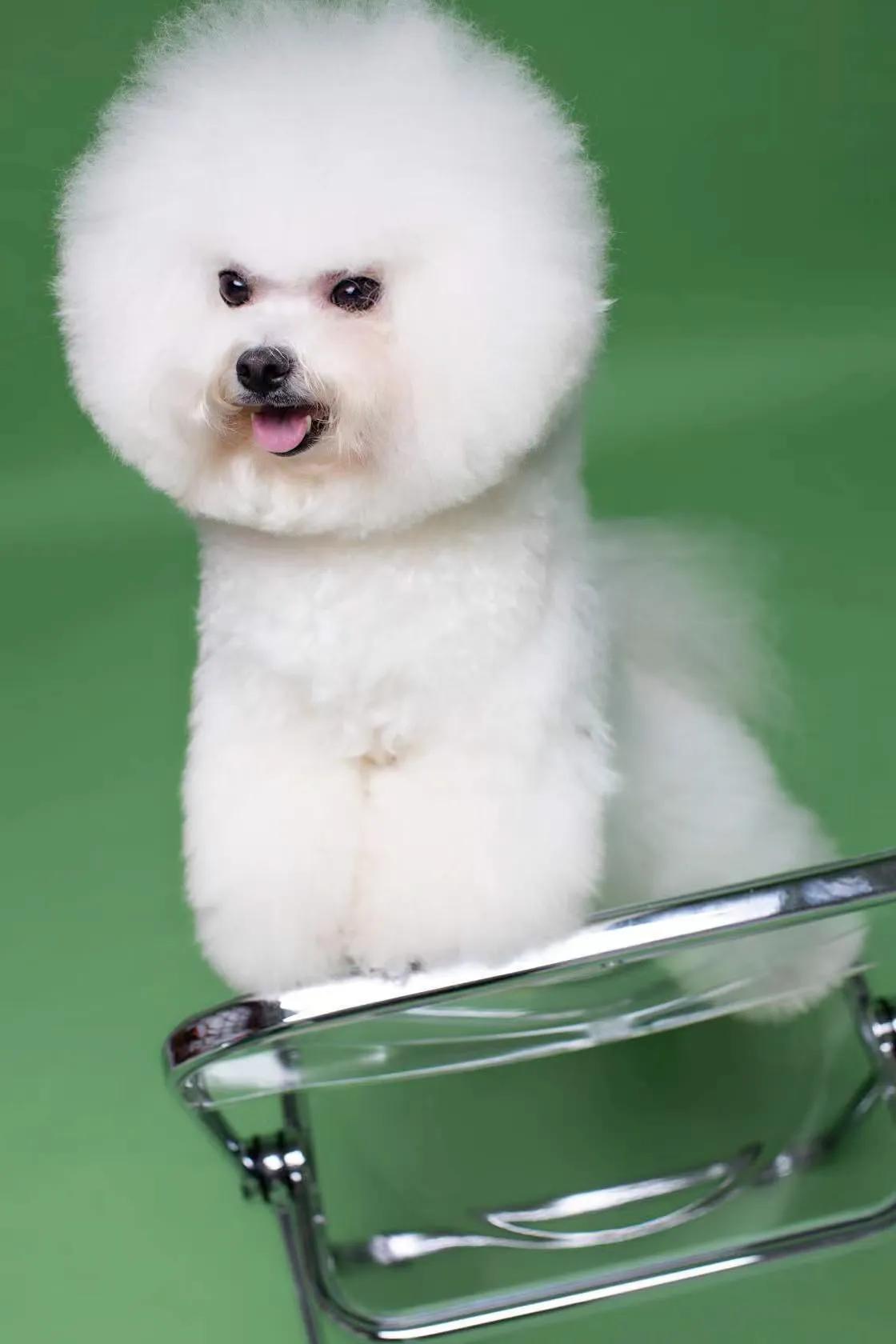 在犬舍一只精品比熊多少钱,比熊犬舍繁殖出售重庆