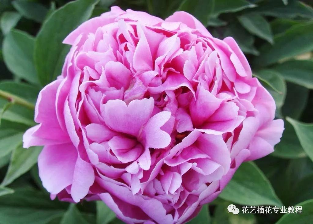 「花艺知识」50种常见花材的花语~（建议收藏）