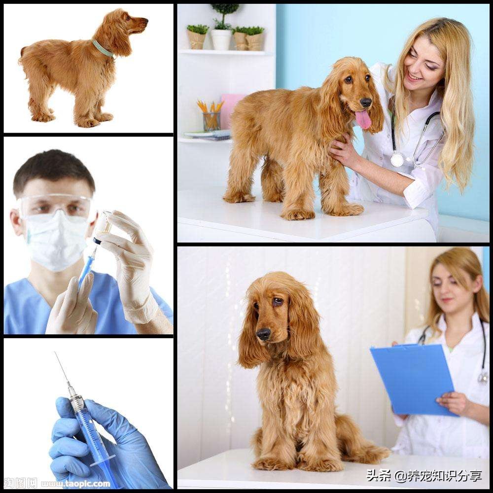 小狗呕吐必须得禁食禁水24小时吗,处理小狗呕吐用什么药