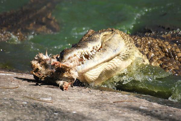 钱包掉水里,美国猛妈带年幼儿闯入鳄鱼池捞包,被十几条鳄鱼包围