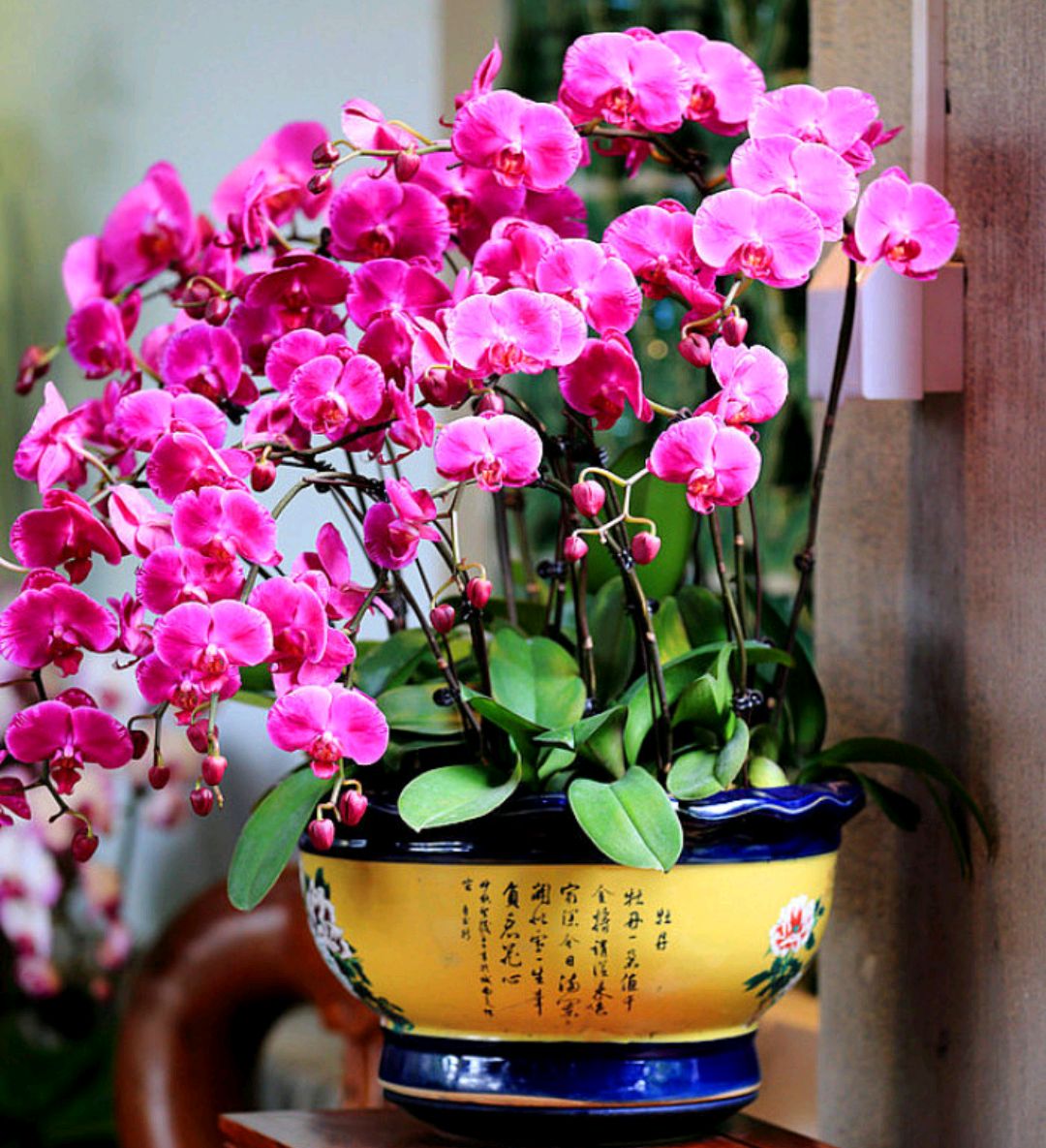 人养花花,人养花花养人哪些花养人