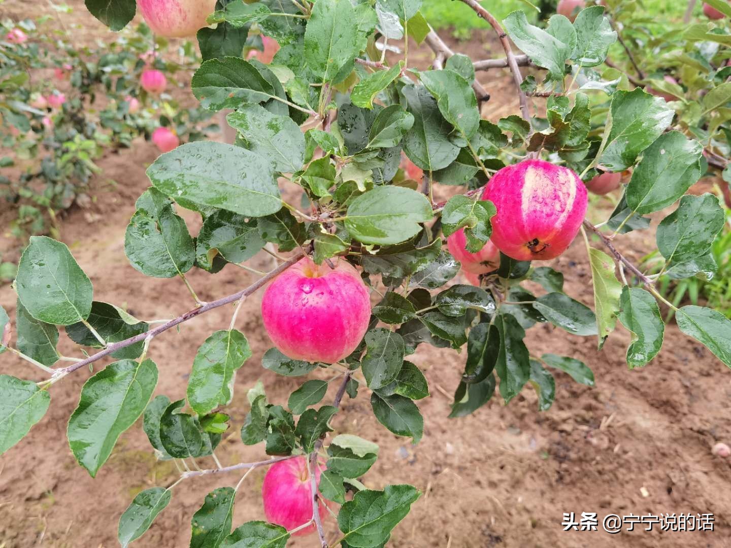 连续降雨苹果会怎么样,连续降雨对果树的影响