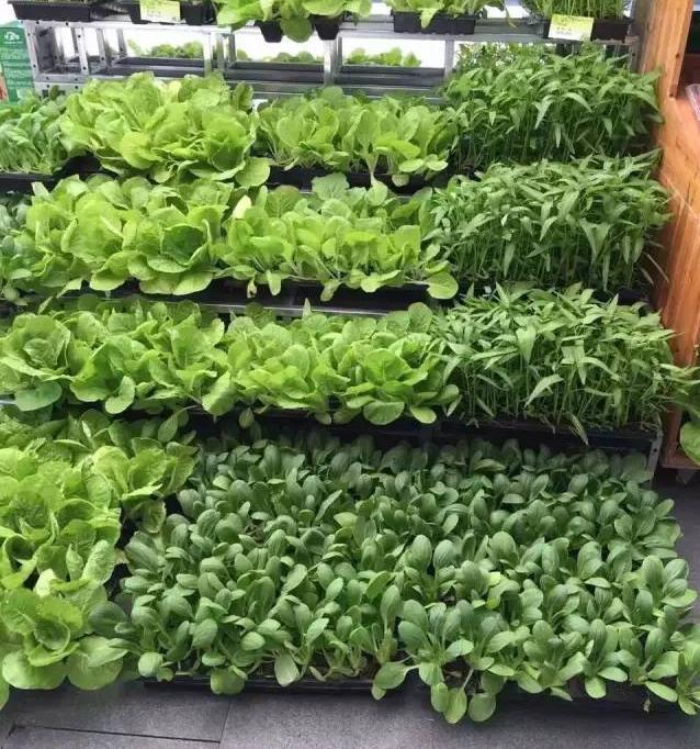 90后青年呆在农村干种植年赚200万,农村靠种植致富的案例