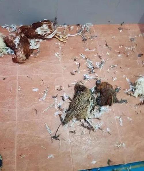 新手养二哈幼犬注意事项,新手养二哈买多大的好