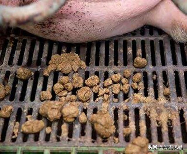 母猪不吃料怎么打吊瓶,母猪不吃料也不发烧应该怎么办