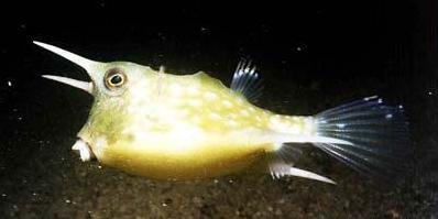 山海经中哪些是人类发现的,山海经中哪些真实存在的生物