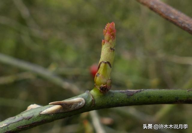 月季治病虫特效药,治疗月季病虫害最好的药有哪些