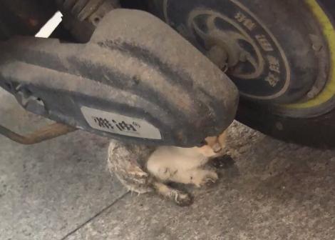 救助流浪猫被粘鼠胶,流浪猫被好心人收养后变成粘人