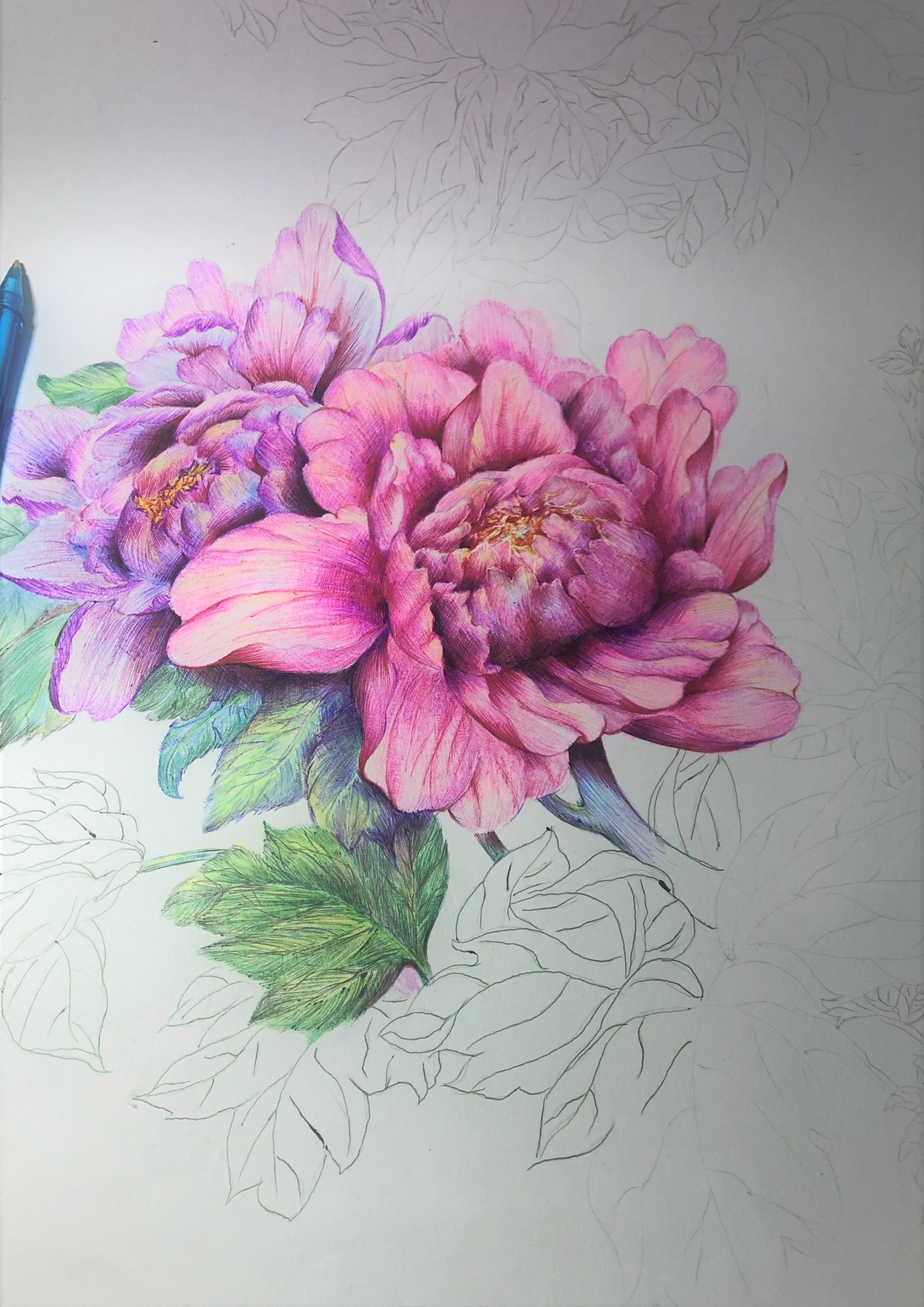 圆珠笔画牡丹教学,圆珠笔画牡丹的画法