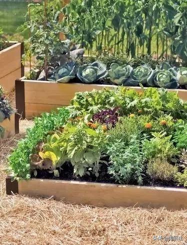 怎样在纸上种菜,纸上种菜的技术很简单