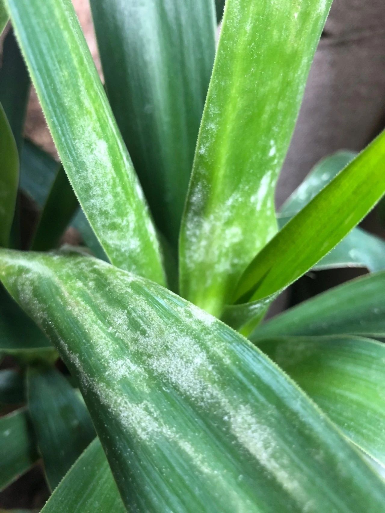 盆栽植物有白色絮状物怎么治,不容易生病虫害的室内植物