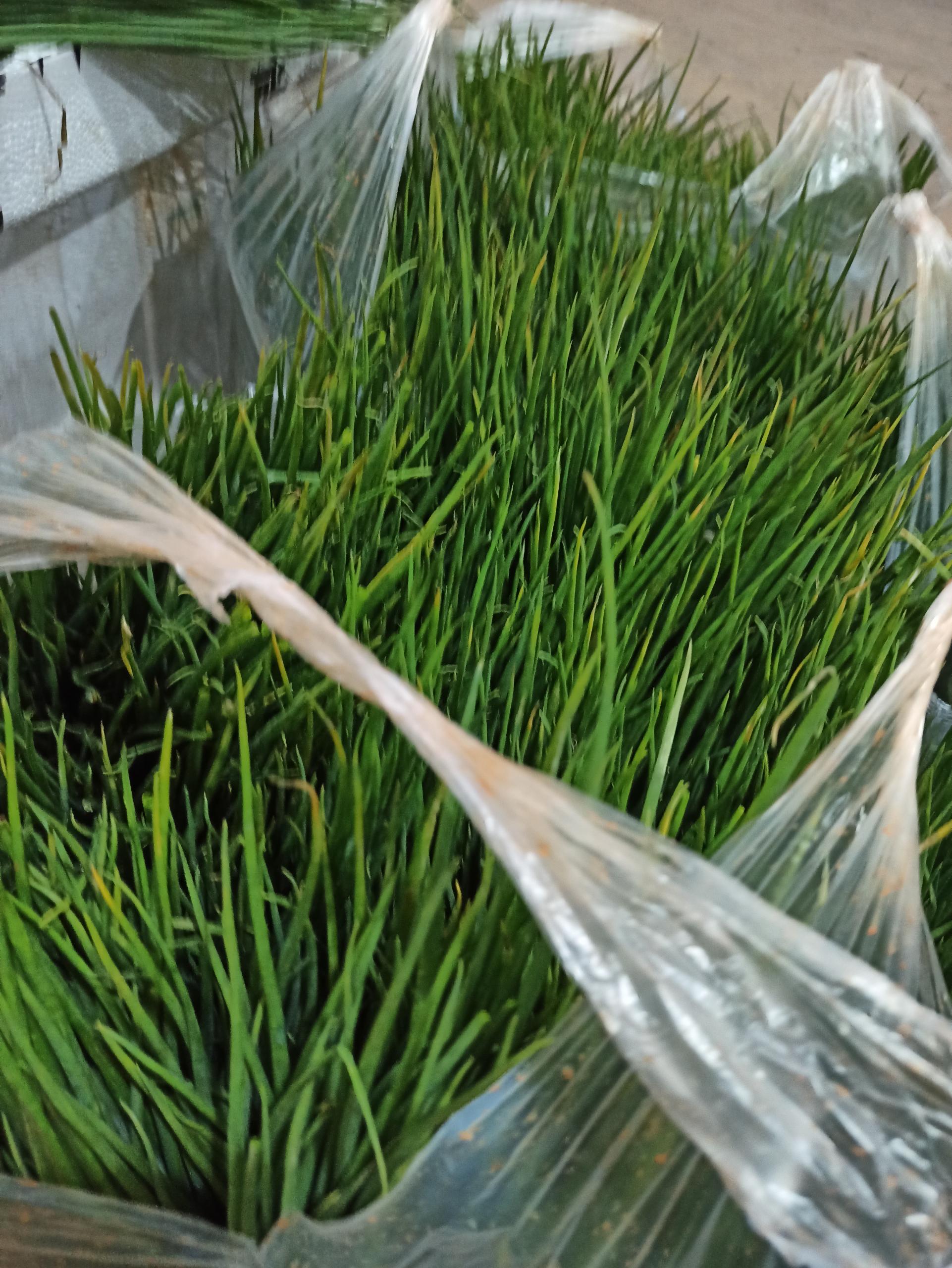 云南农村小伙卖农产品,泸西的小香葱现在卖多少钱一公斤