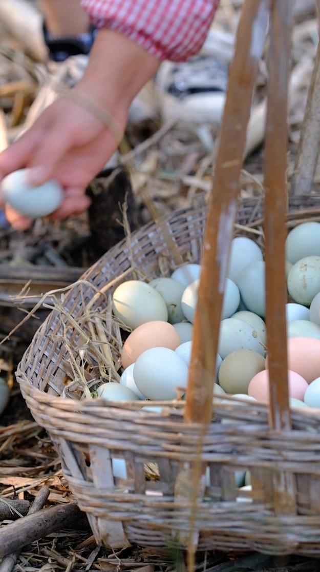 卖完公鸡留母鸡生蛋,不按斤按盒卖70-100块,居然收入千万