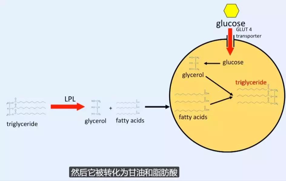 世界公认减肥2天瘦10斤,日本快速减肥法一星期瘦十斤