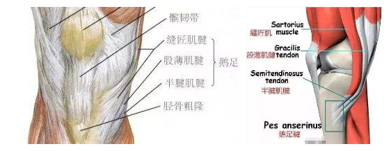 鹅足炎的理疗方法,鹅足炎不治能好吗