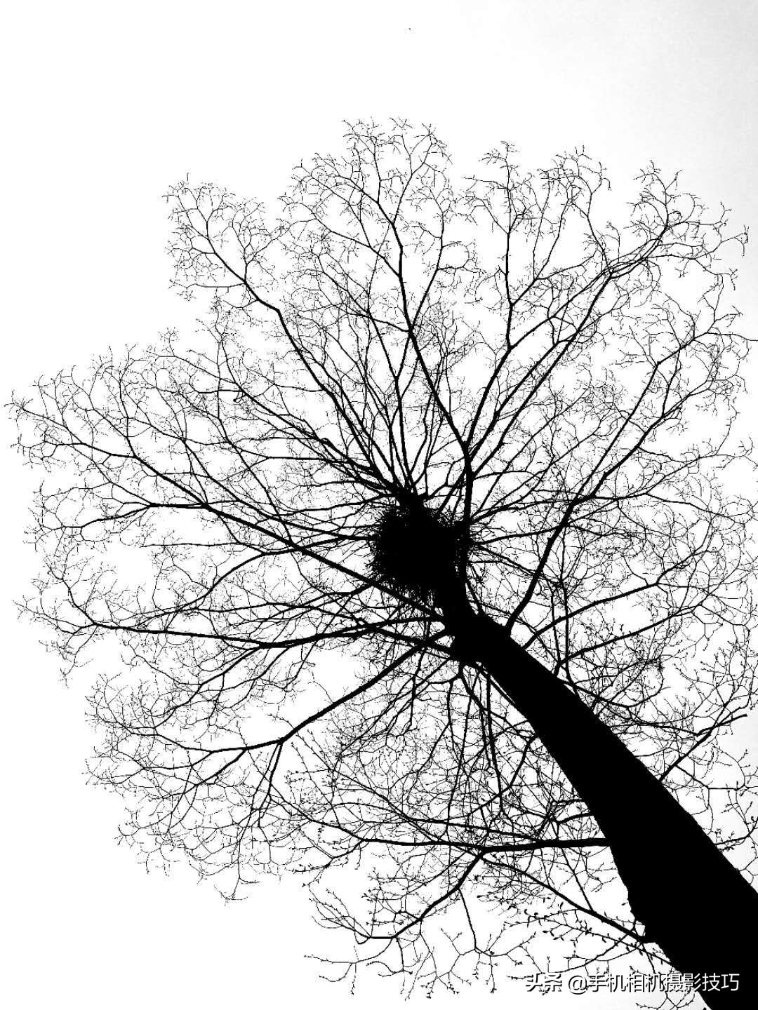 拍花小技巧怎样拍出好看的照片,如何拍花拍出意境