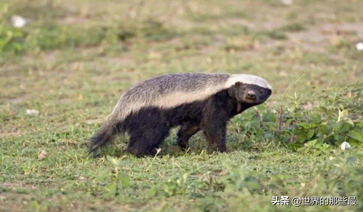 狮子为什么不咬死蜜獾,比狮子还要厉害的蜜獾