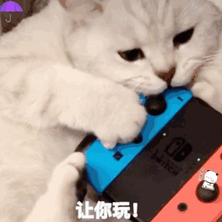 猫猫胆子很小怕老鼠怎么办,猫猫胆子特别小要绝育怎么办