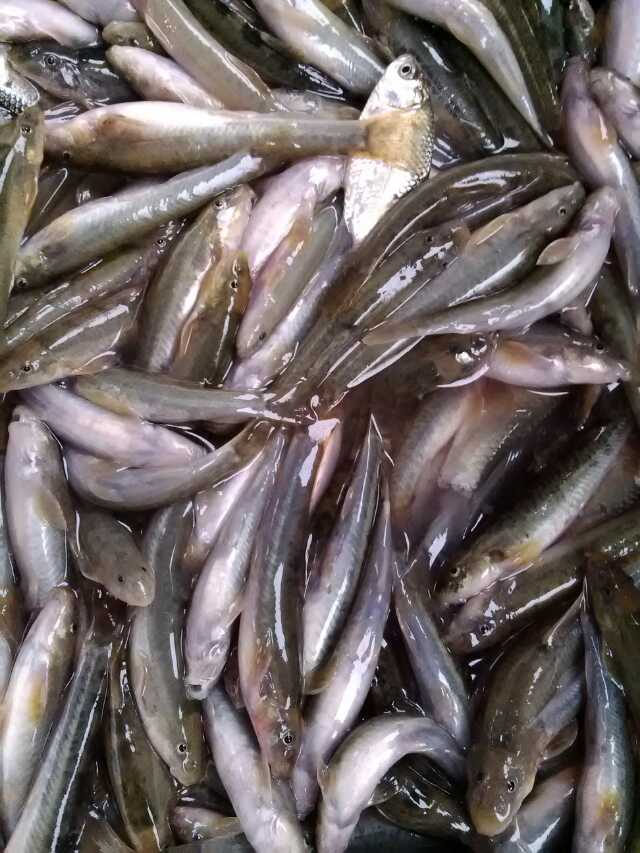 找个爱钓鱼的男闺蜜,找一个爱钓鱼的人