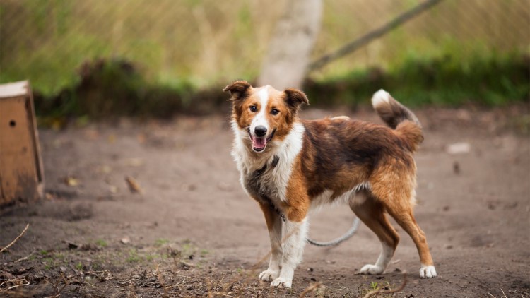 不能给狗吃的六种水果,不适合狗狗吃的菜