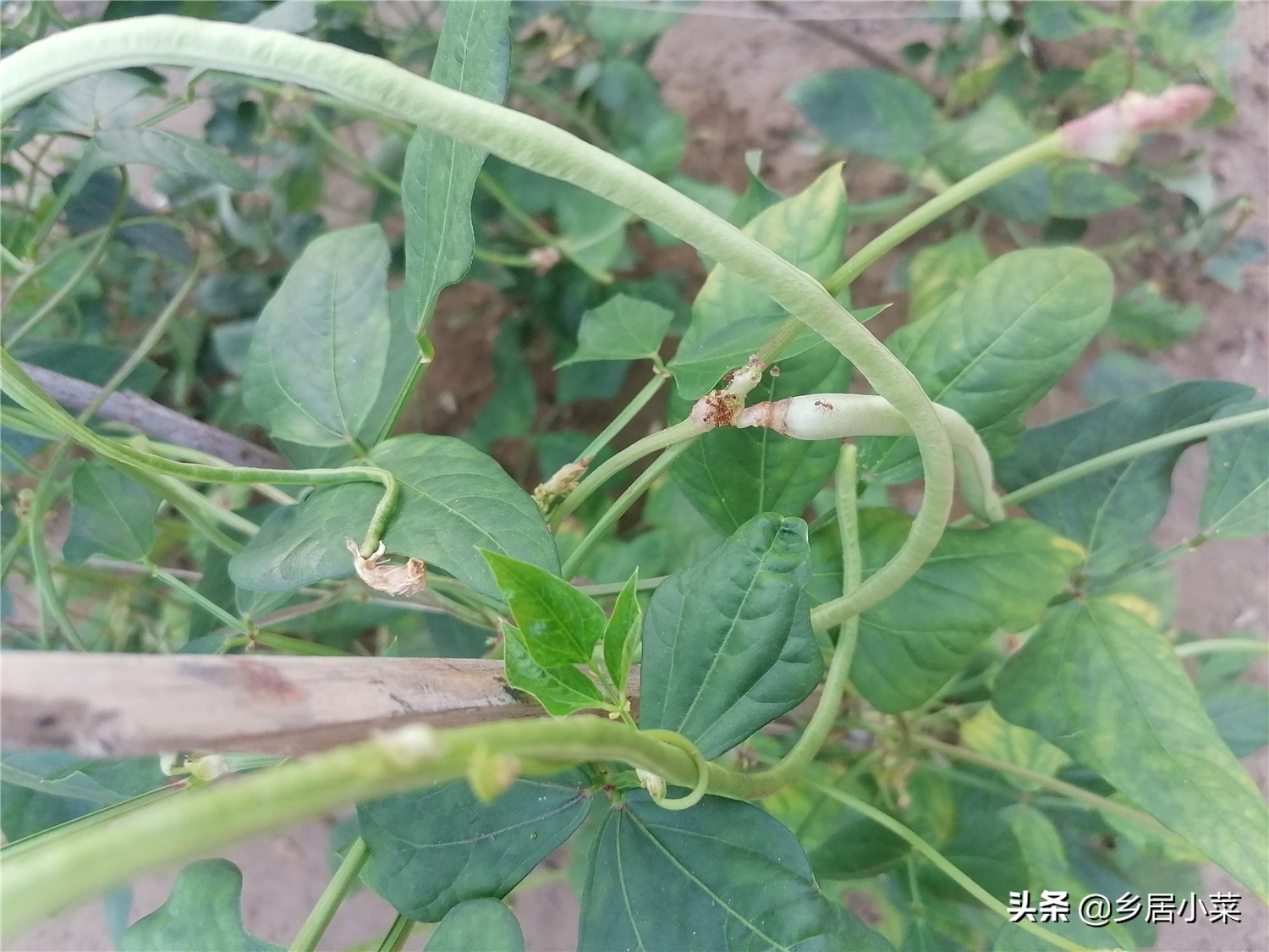 豆角棵上的蚂蚁怎么治,豆角秧生蚂蚁怎么办