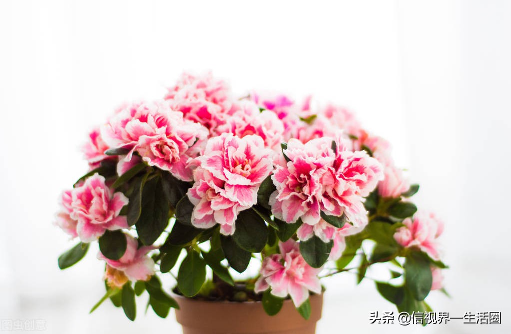 怎样配制花卉育苗用的营养土,果树花卉营养土的配制方法