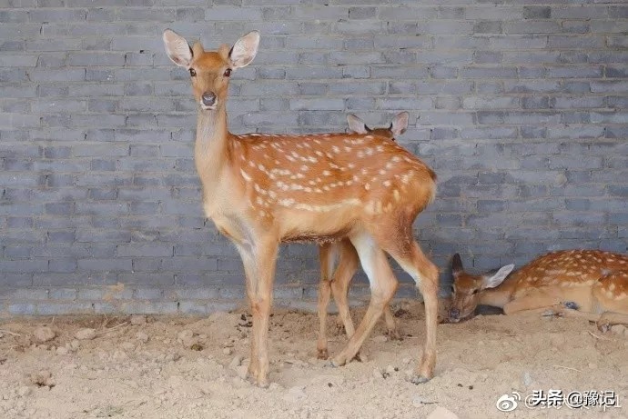 蒙古包烤全羊郑州,北京吃烤全羊的蒙古包