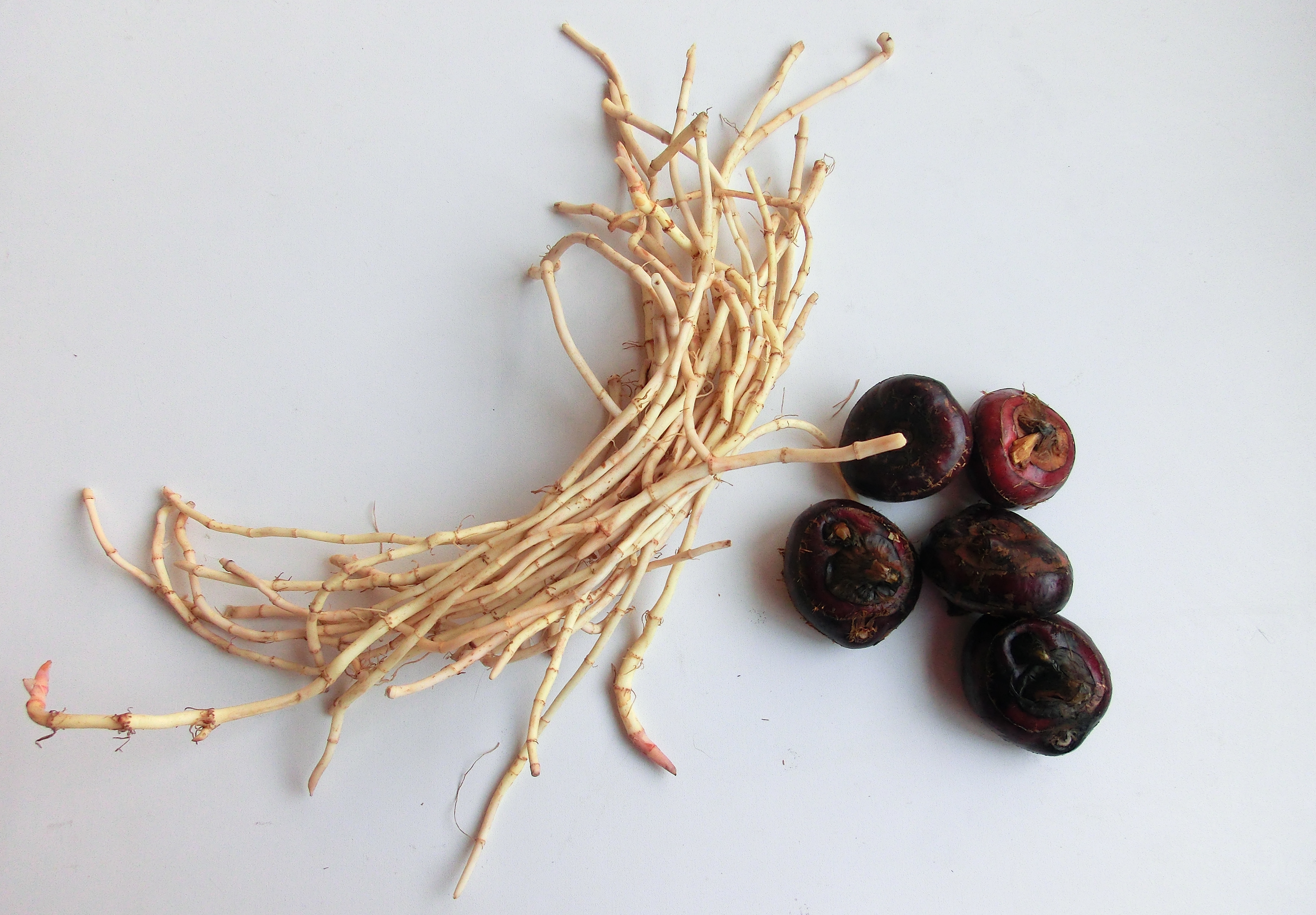 阳了咳嗽吃什么消炎止咳效果好,阳了之后咳嗽快速止咳小妙招