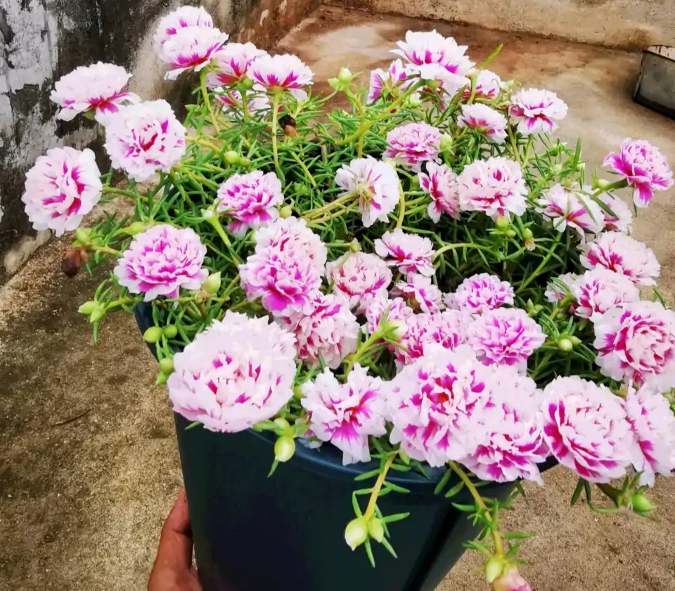 浇水过多死的植物,最容易浇死的6种花