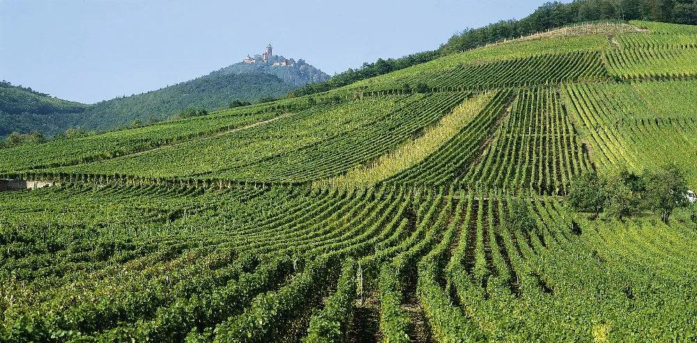 法国名庄酒分级,法国葡萄酒名庄分级