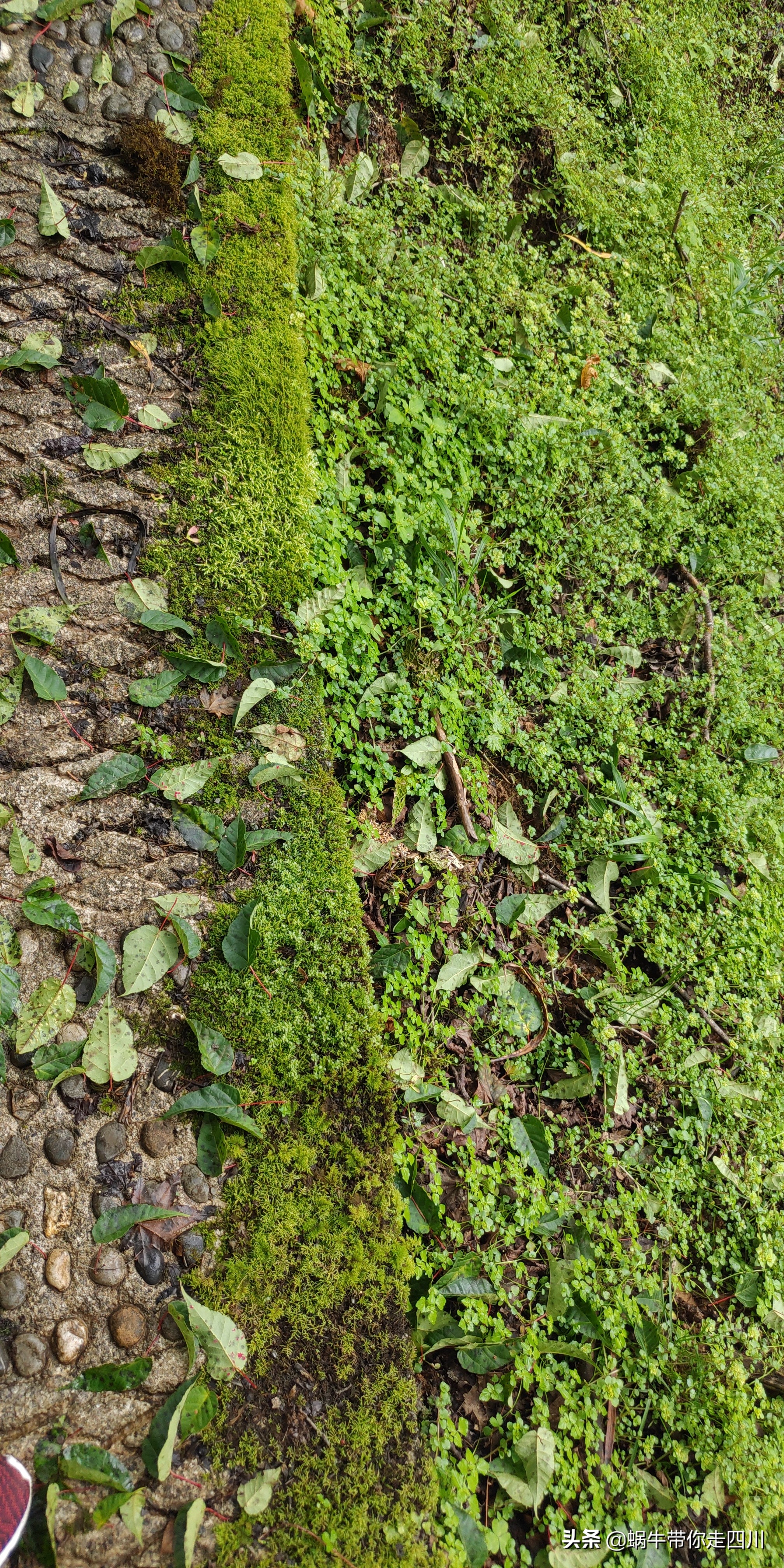 一家三口重庆到拉萨旅游攻略预算,一家三口成都去拉萨大概要多少钱