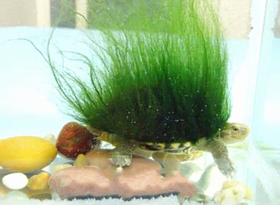 出差把乌龟放一个月可以吗,把乌龟带回家第一天该怎么办