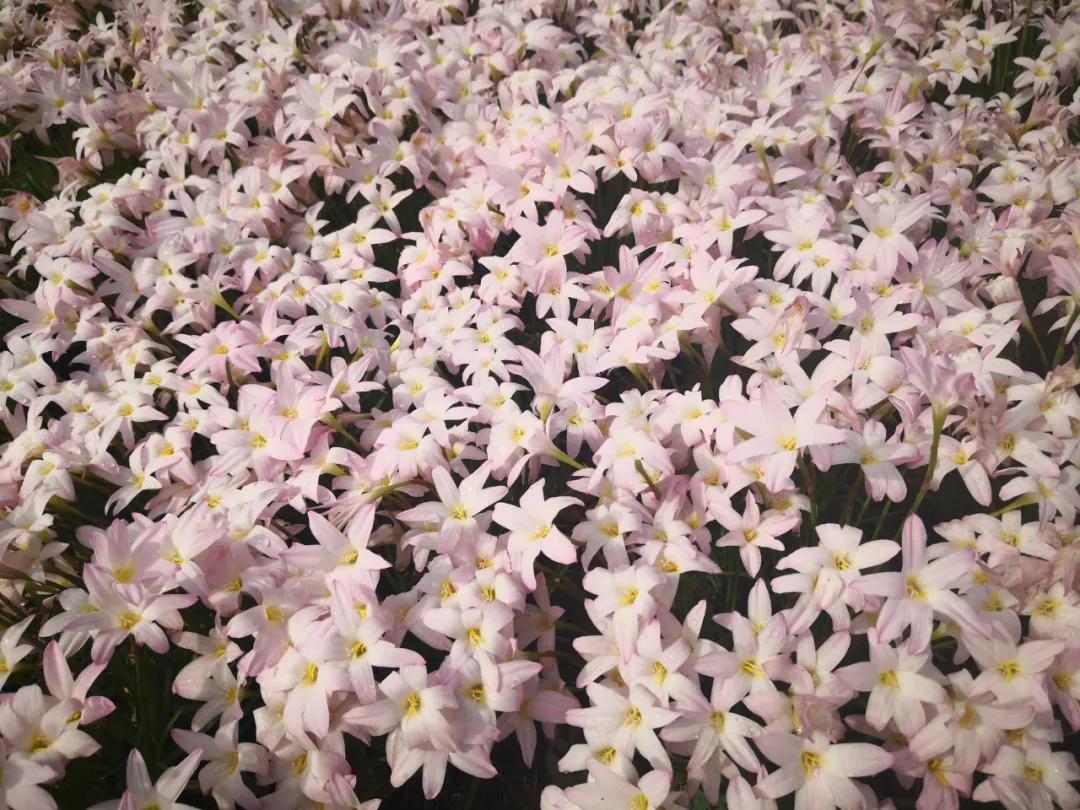 风雨兰的惊艳,风雨兰花开花