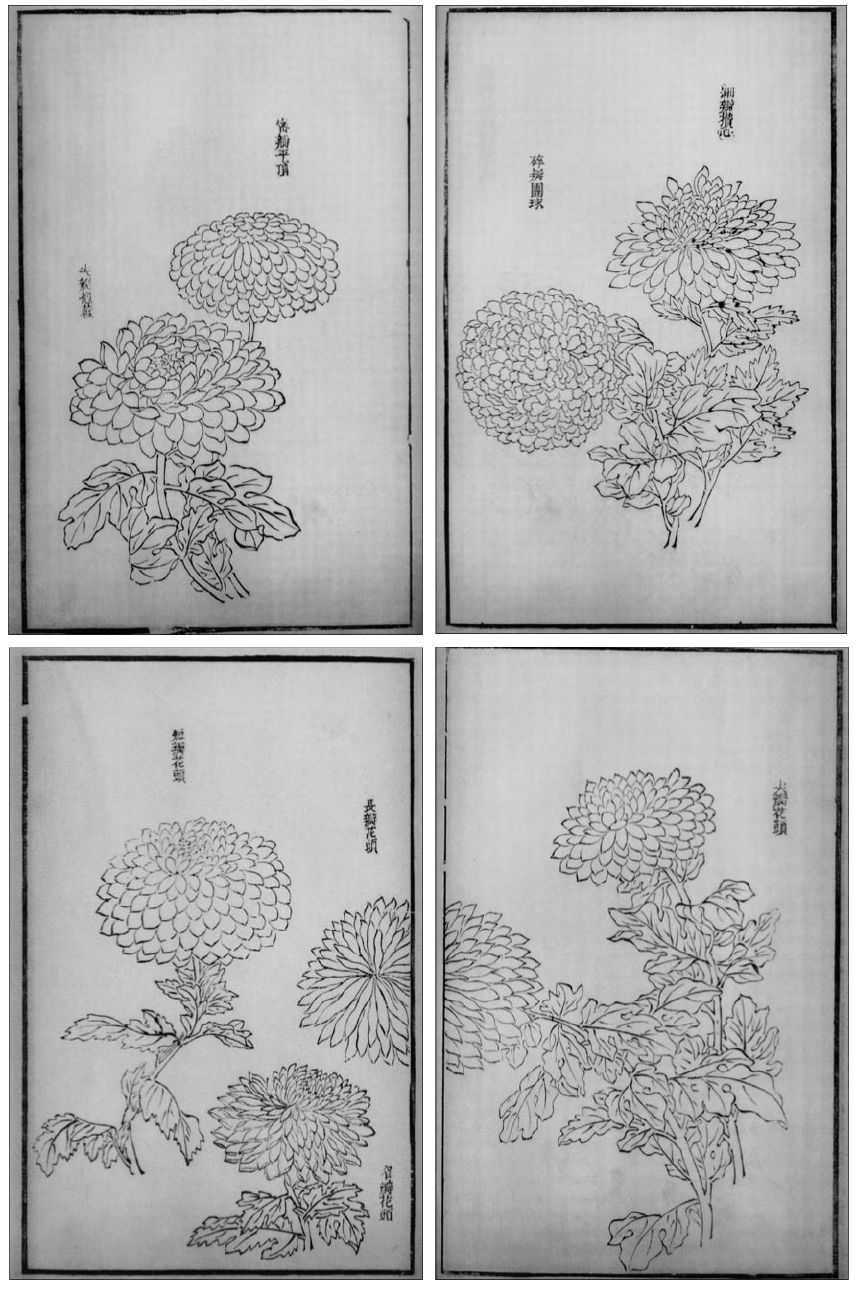 国画菊花的简单画法步骤图片,国画入门零基础自学画菊花