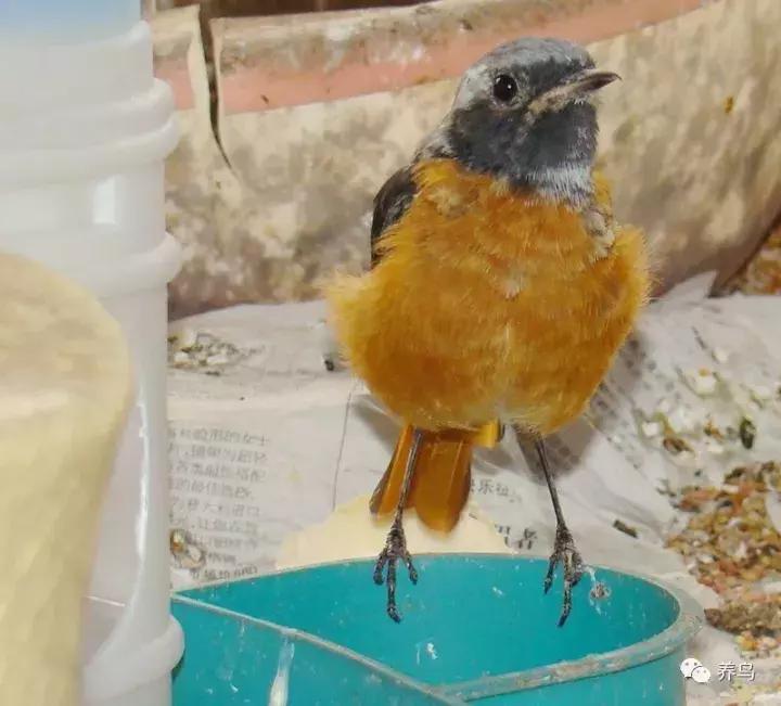 鸟儿放养是什么意思啊,关于小鸟的对话