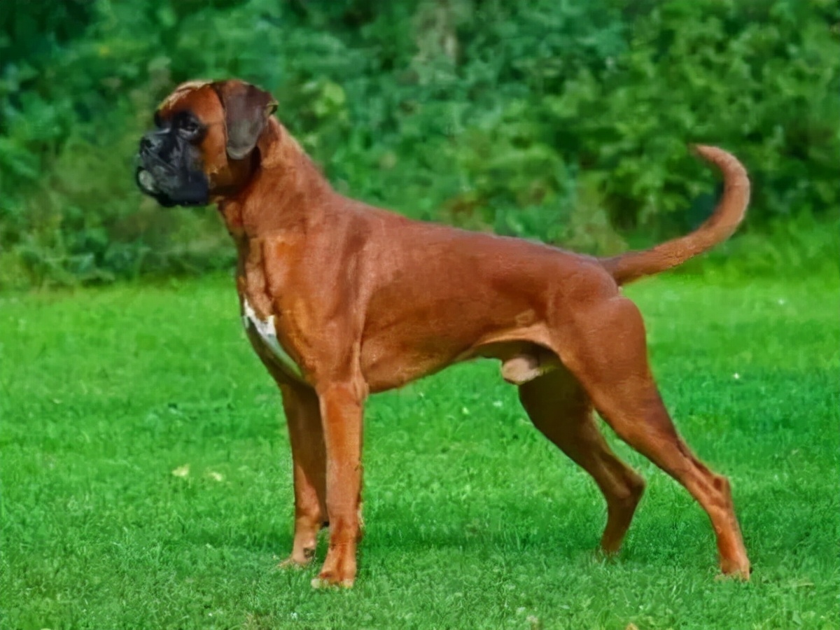 狗狗买什么品种最合适,怎么给狗狗选择宠物狗品种