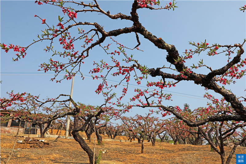 80后放弃广州高薪回家创业,放弃深圳高薪回家农村创业