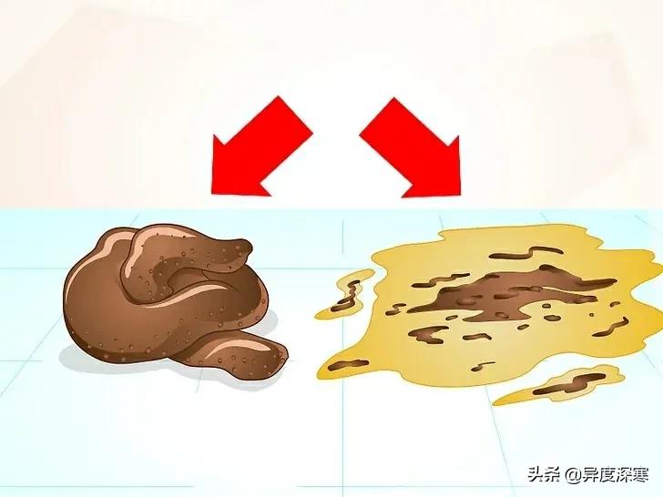 狗狗软便的解决方法,改善狗狗软便最有效的东西