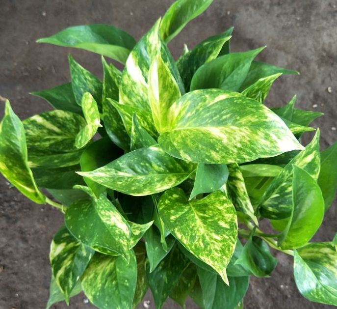 富贵竹绿萝冬天叶子都黄了怎么办,文竹绿萝怎么养才能更旺盛