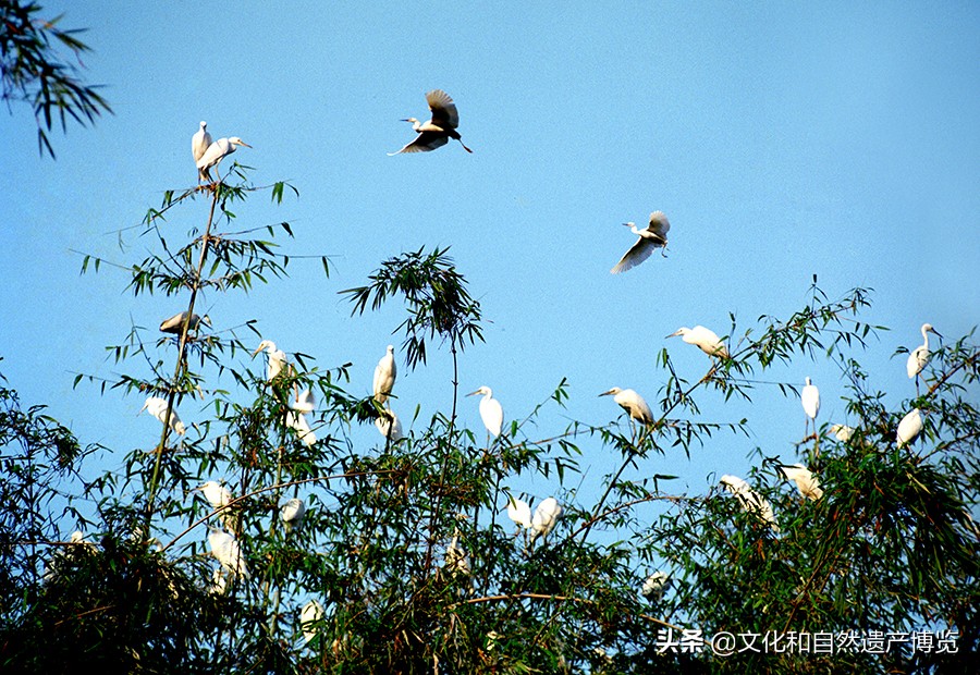 世界自然遗产赤水桫椤植物,赤水世界文化遗产