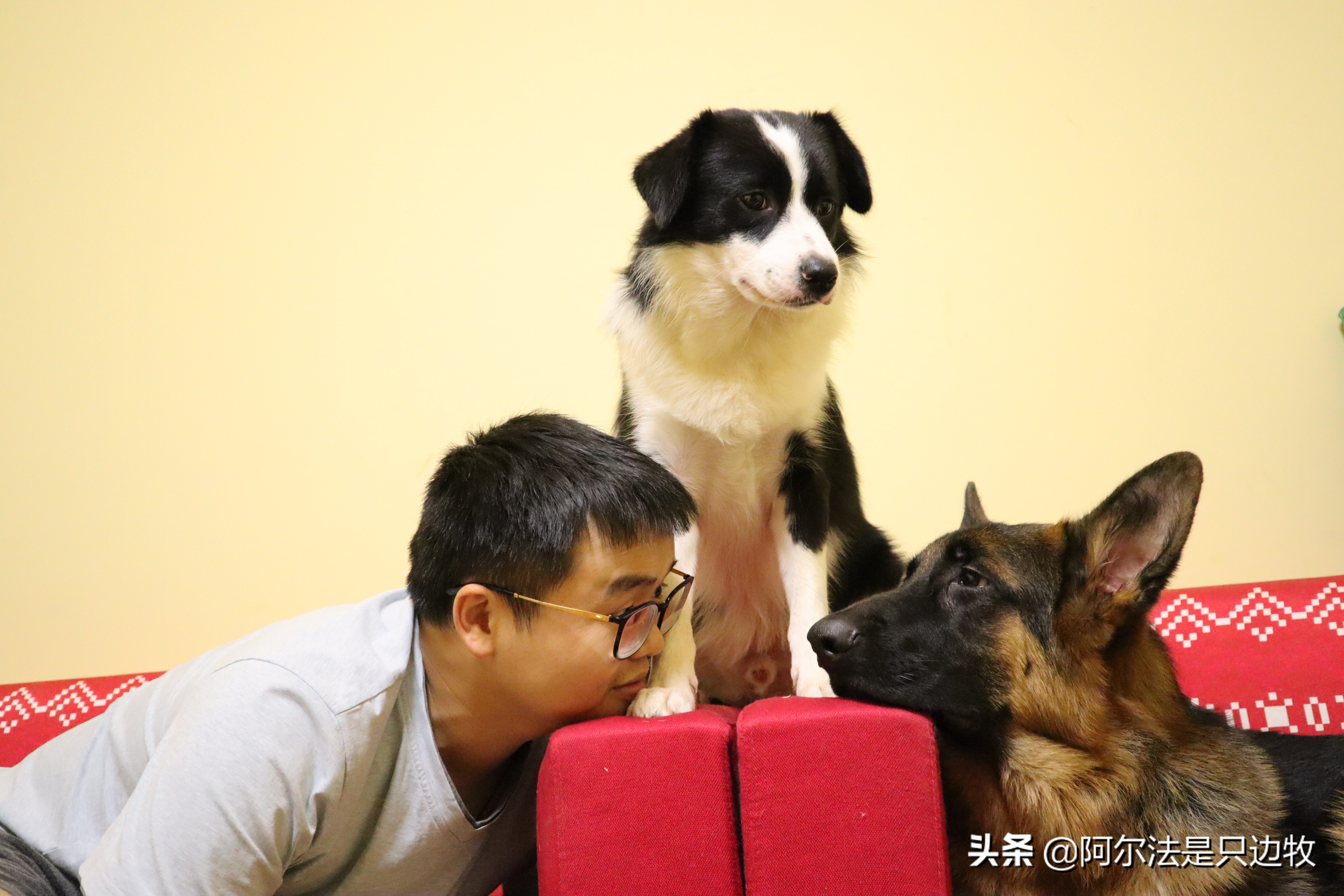 几乎每个狗狗都吃过屎？狗吃屎的原因是什么，如何才能解决