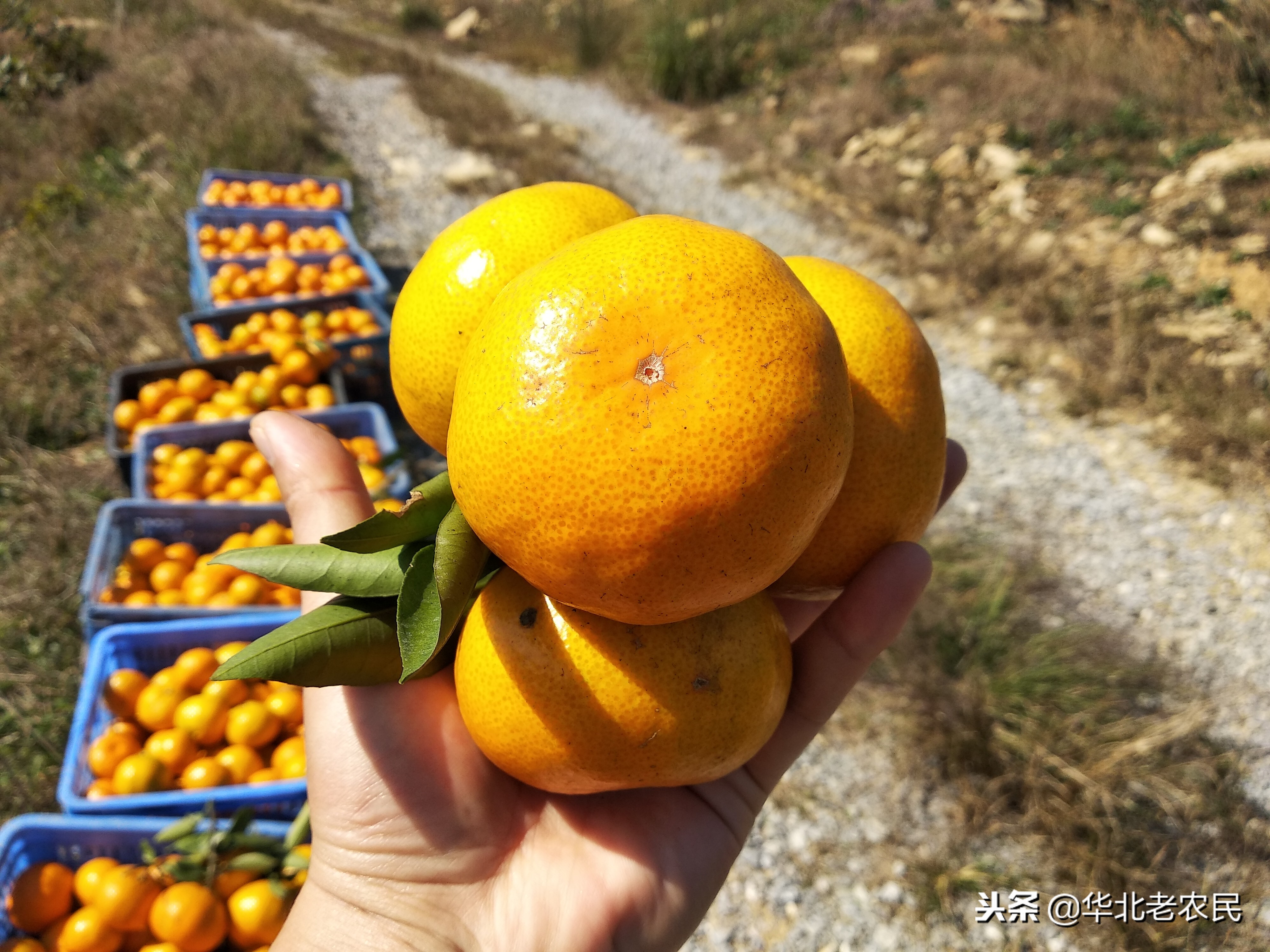 网友:你不要动,我去扛棵橘子树为什么扛的不是梨树,苹果树