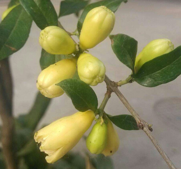 盆栽石榴树什么品种是甜的,石榴树带果实能用水培繁殖