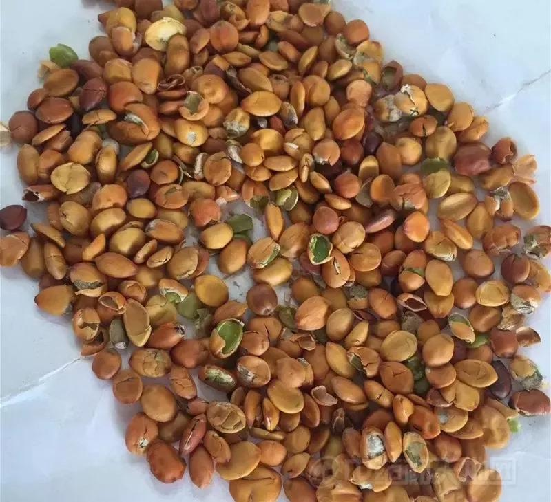 酸枣仁治失眠的药材,酸枣仁治失眠在哪些医书上有记载