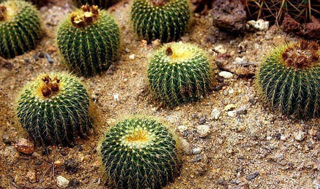 养花不会配土，那就捡点“蜂窝煤”，简单一处理，比买的土还好用