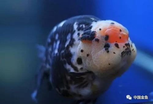 史上最贵的金鱼是什么样的,最贵的金鱼排行榜前十名