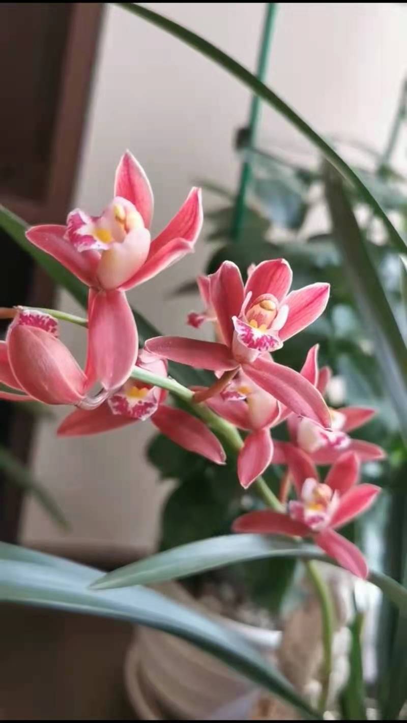 杂交兰花草的特点,杂交兰花蕙兰