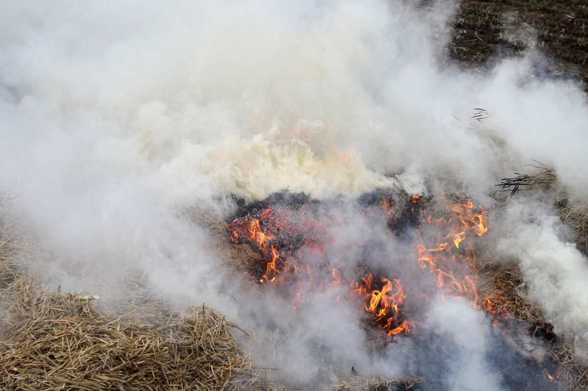 每天产生的六十五万吨粪便去哪了,中国人每年产生多少粪便